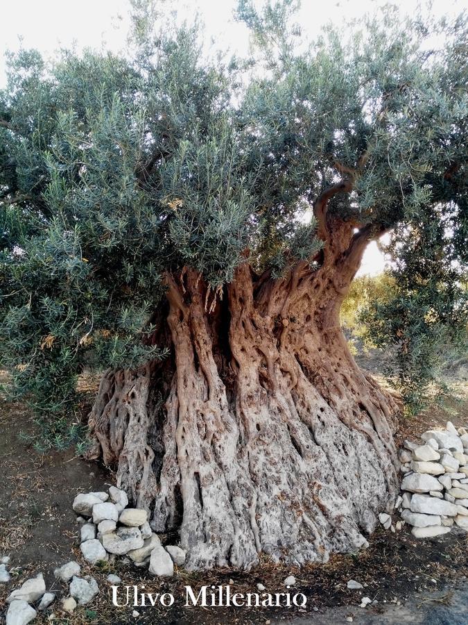 Ronnavona Casa Vacanze B&B Chiaramonte Gulfi Εξωτερικό φωτογραφία